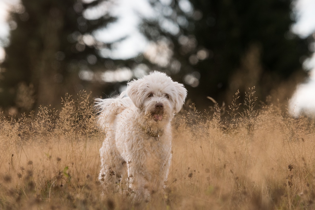 Want Your Dog To Feel Happy? – Regular Walks Are Key