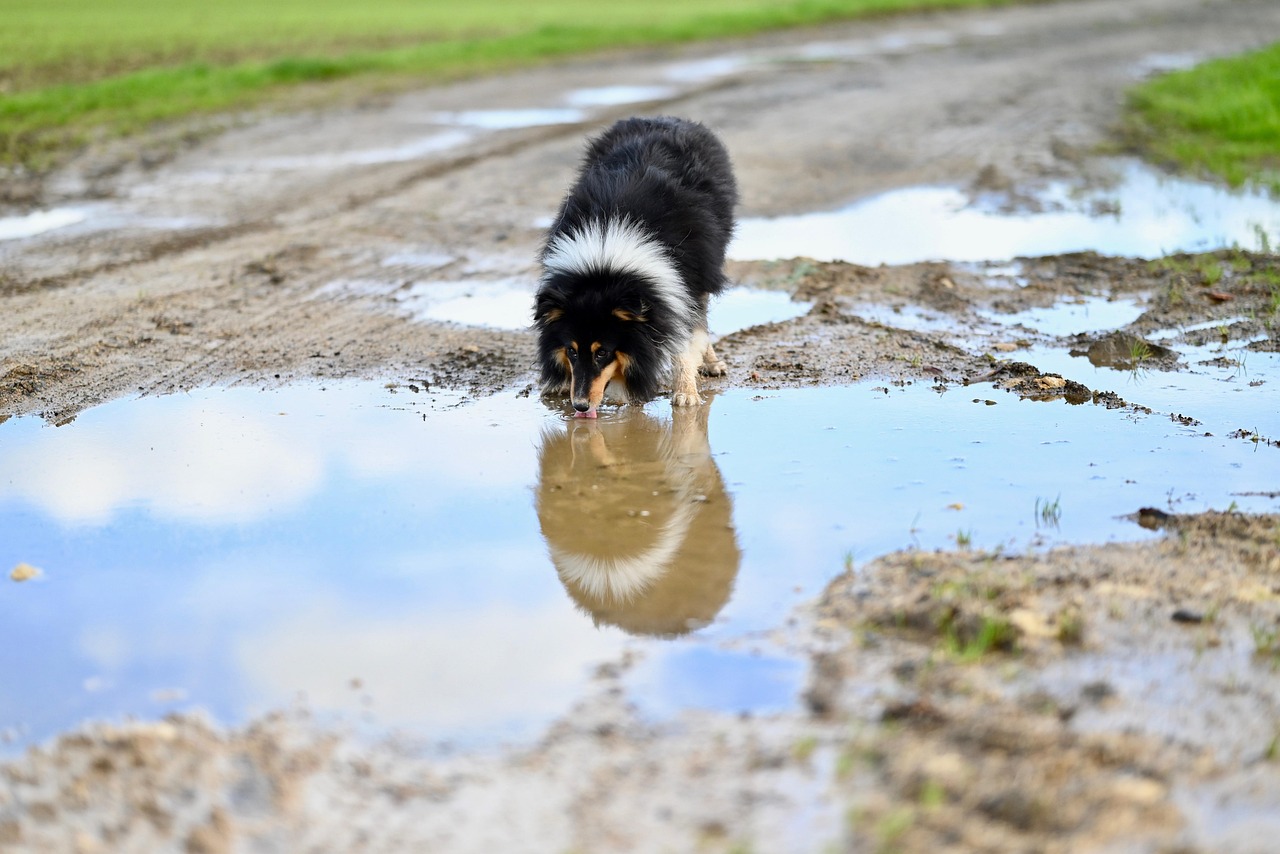 Rain or Shine: How We Keep Dog Walks Safe, Fun, and Tail-Wagging in All Weather