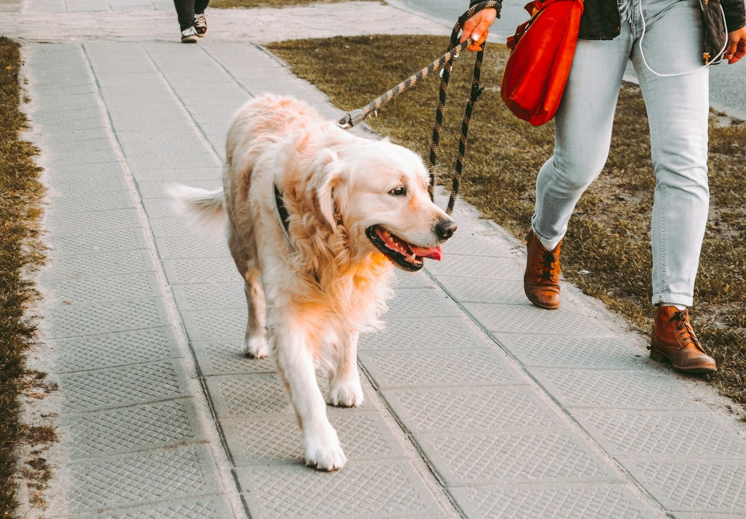 How Many Walks Does Your Dog Need?