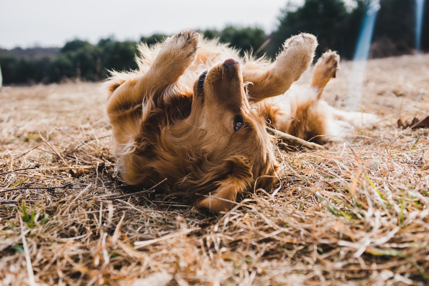 Choosing the Right Dog Walking Service