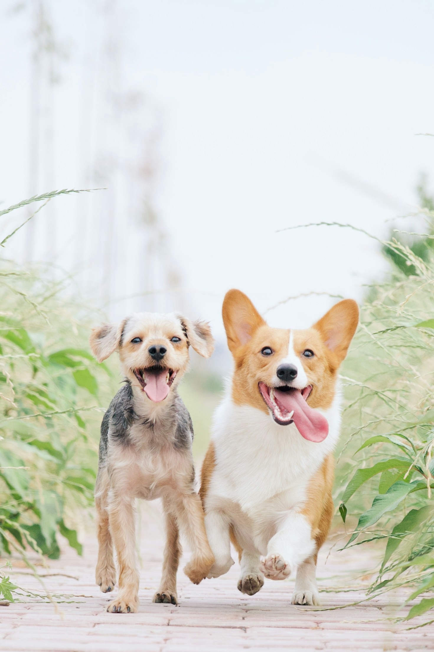 5 Tips to Make Dog Walks Fun and Engaging for Happy, Healthy Dogs