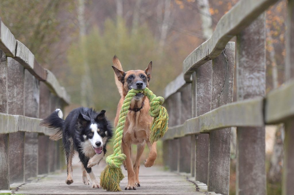 two dogs running on a wooden bridge during a walk, one carrying a rope toy, energetic and fun.