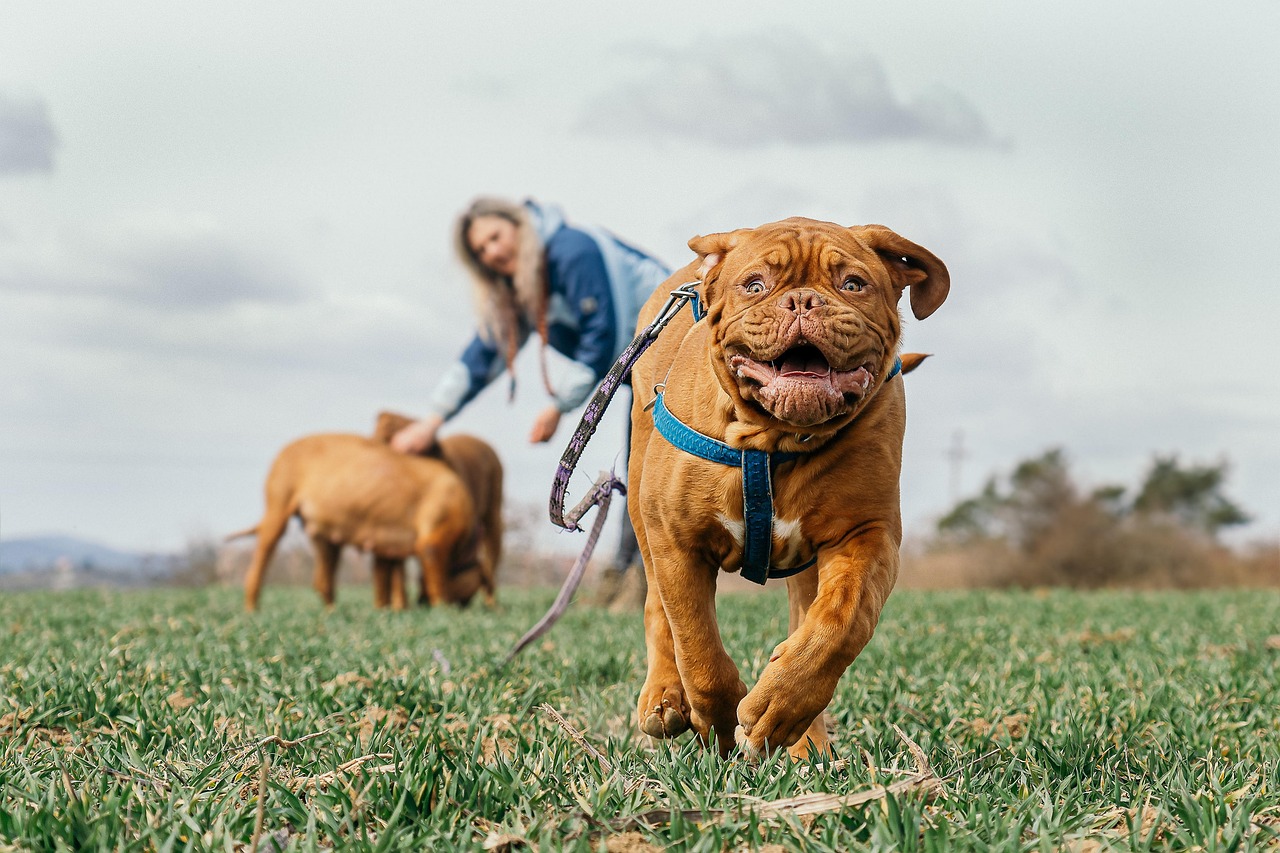 What Happens on a Walk with Us?